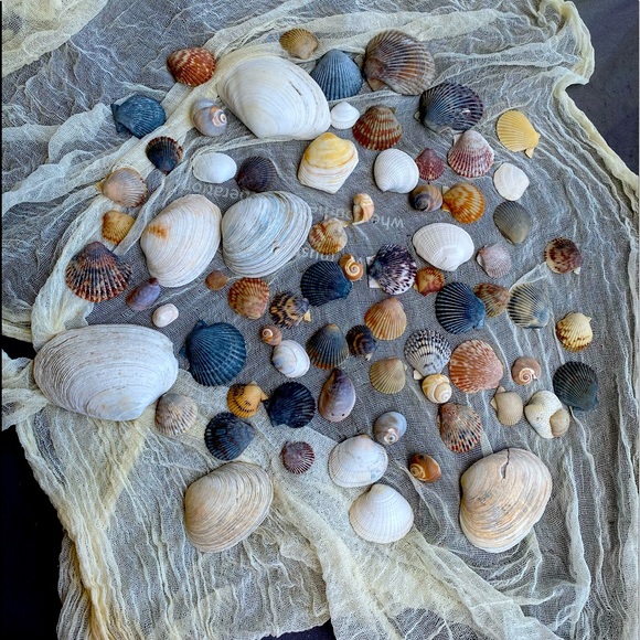 Decorative Assorted Shells - Picture 5 of 5